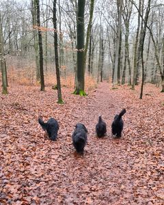 Schapendoeskennel van de Roeskebeer Aike, Eslin, Ksenna & Kaatje